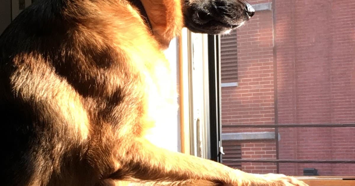 Xotirada: Ahnold, bizning sodiq qo’riqchi maskotimiz