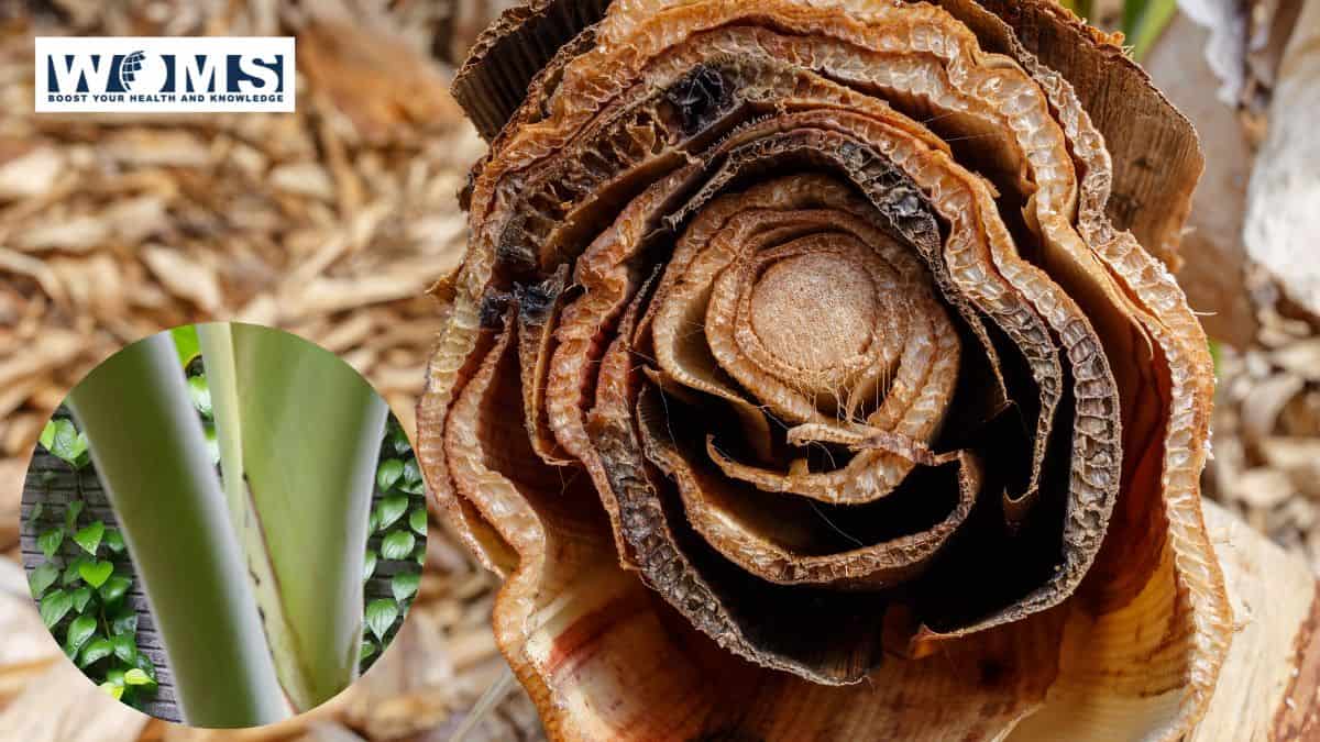 Banan poyasi: salomatlik uchun 7 ta ajoyib foyda va retseptlar