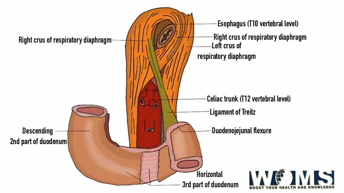Treitz ligamenti: uning anatomik ahamiyatiga chuqur qarash