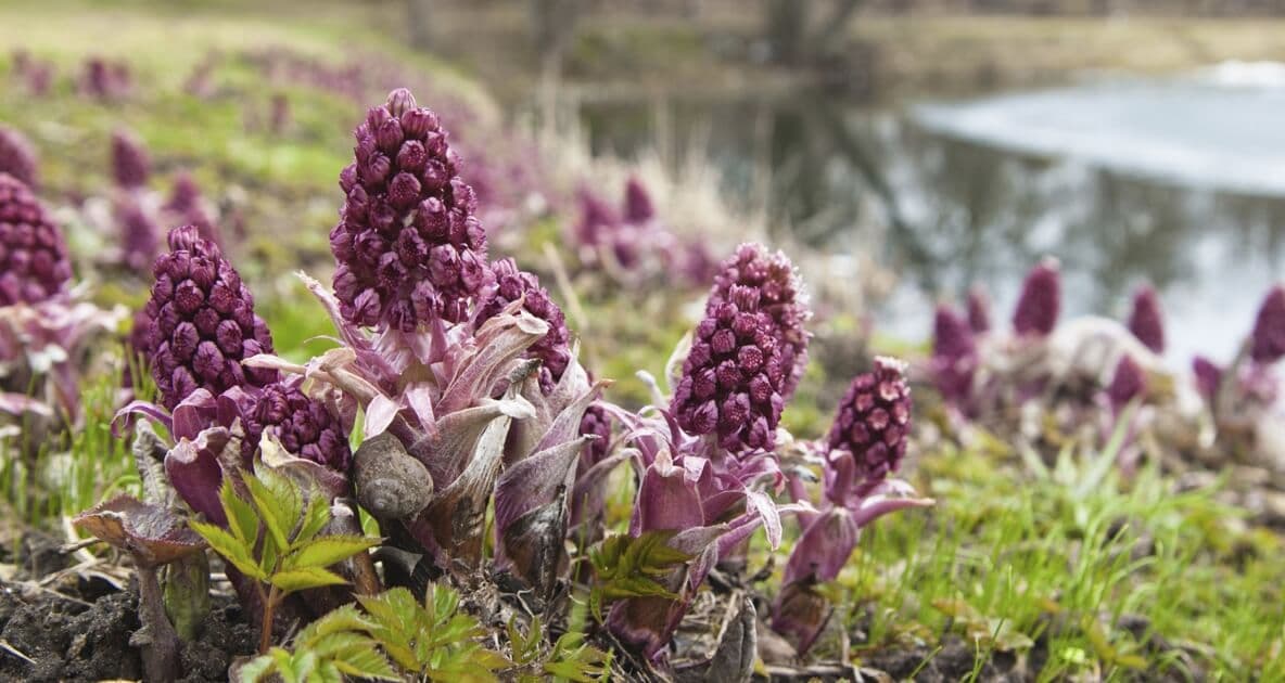 Butterbur: Ona Tabiatning Allergiya Davosi