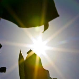 O’simliklar nafaqat havo sifatini yaxshilaydi, balki virusli va bakterial infektsiyalardan ham himoya qiladi