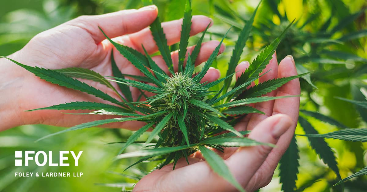 Florida tibbiy marixuana uchun telesalomatlikni yangilashga ruxsat beruvchi qonun loyihasini qabul qildi